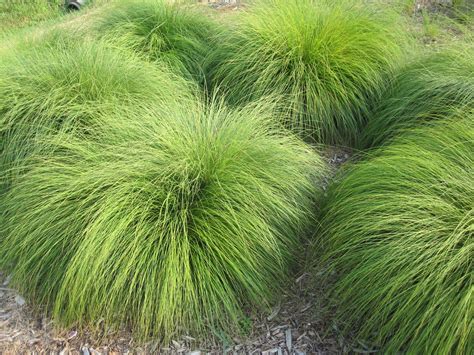 ✓ free for commercial use ✓ high quality images. Some decorative grasses spell trouble, but attractive ...