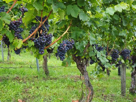 How to grow grape vines. Free Images : grape, vineyard, fruit, food, produce, crop ...