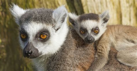 Why Meat Consumption Is Killing Lemurs And Parrots Mercy For Animals