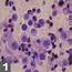 Diagnosis & Management Of Canine Mast Cell Tumors  Clinicians Brief