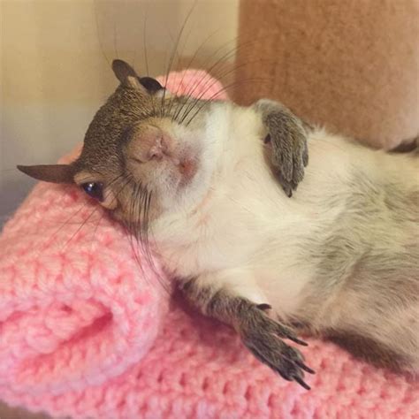 Pet Squirrel Instagram Popsugar Pets