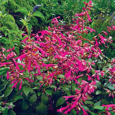 Salvia Wendys Wish Bird Garden Cottage Garden Garden Plants Flower