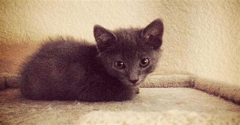 Rescued Kitten Imgur