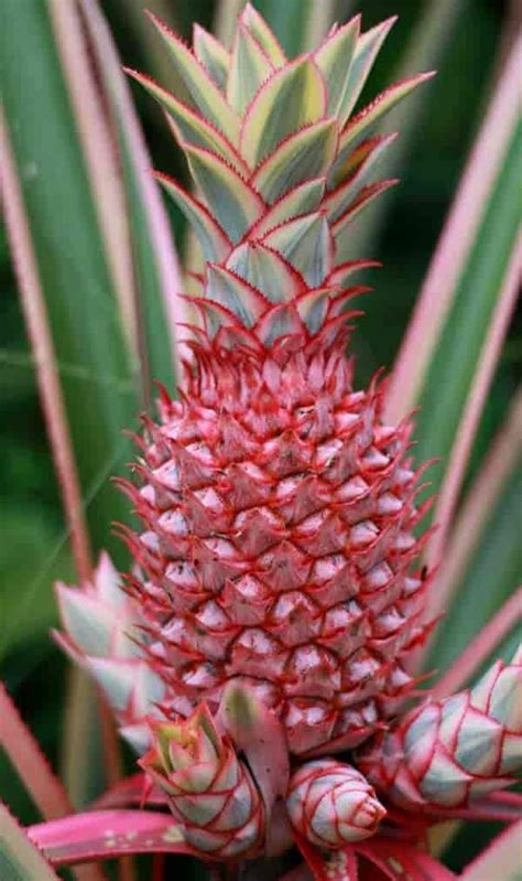 Pink Pineapple Plant Learn Growing And Ananas Comosus Care Pineapple
