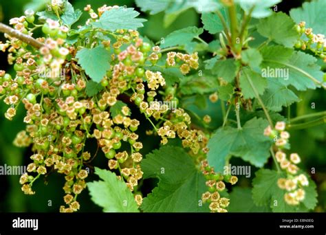 Northern Red Currant Ribes Rubrum Var Domesticum Blooming Stock