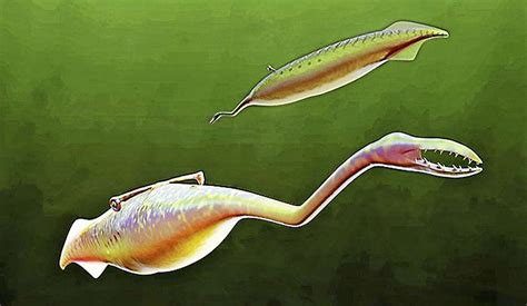 Weird Ancient Creature The Tully Monster Finally Identified By Yale