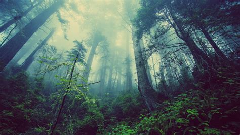 Download 1920x1080 Forest Fog Trees Jungle Plants