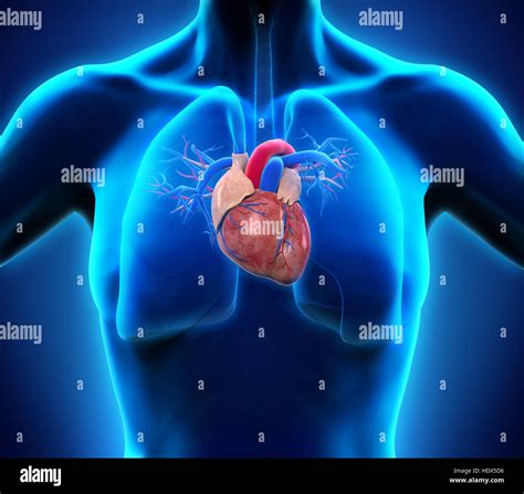3d Human Body And Heart Anatomy Hi Res Stock Photography And Images Alamy