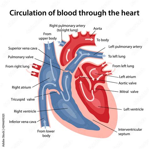 Circulation Of Blood Through The Heart Cross Sectional Diagram Of The