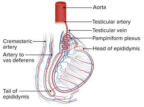 Arteria Testicular