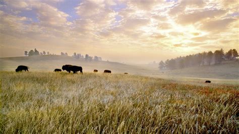 Conservation Of Americas Prairie And Return Of The Bison