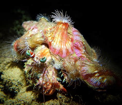 The Jeweled Anemone Hermit Crab Common At Night But One Of My Favorite