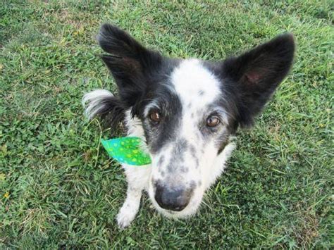 Bought from a rural ranch in idaho, we brought him into the mabel the border collie as a puppy at about 8 weeks old—herding mode: Border Collie - Lu Lu - Medium - Adult - Female - Dog for Sale in Baker, Idaho Classified ...