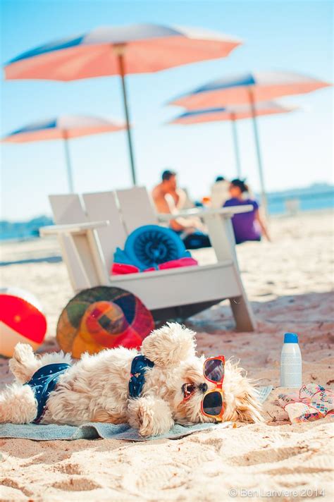 13 Dogs Who Are Totally Ready For A Pool Party Dogvacay Official Blog