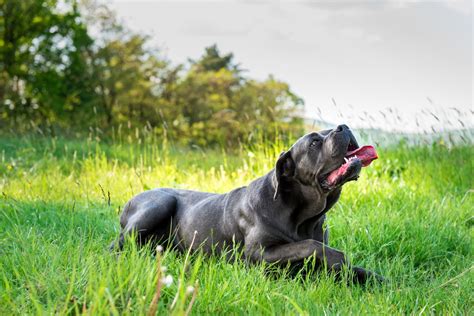 Cane corso mastiffs are known for their intelligence and loyalty. Information About the Family-loving Great Dane-Mastiff Mix ...