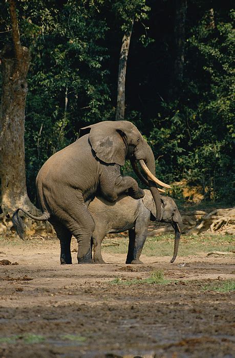 Forest Elephants Mating Photograph By Michael Fay