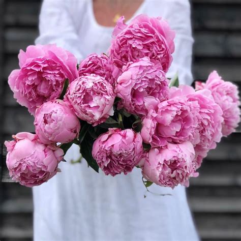 Peony Flower Meaning History And Other Interesting Facts 052023