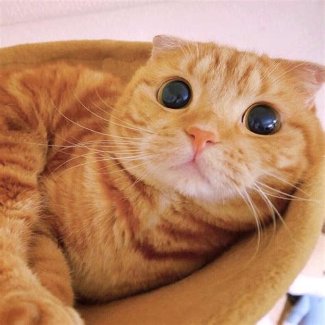 Meet Muta The Real Life Puss In Boots The Internet Has Fallen In Love