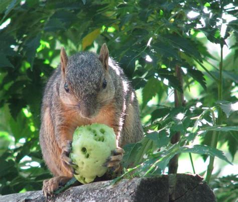 Keeping Squirrels Out Of Vegetable Garden The Southern Urban Homestead