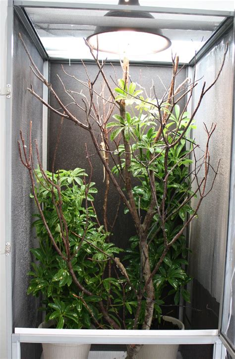Veiled chameleons are a favorite amongst reptile lovers; Veiled Chameleon Setup Checklist - Veiled Chameleon
