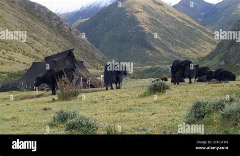Nomadic Farming Stock Videos And Footage Hd And 4k Video Clips Alamy