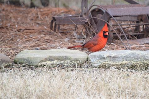 A Male Northern Cardinal Bird Watching Northern Cardinal Bird