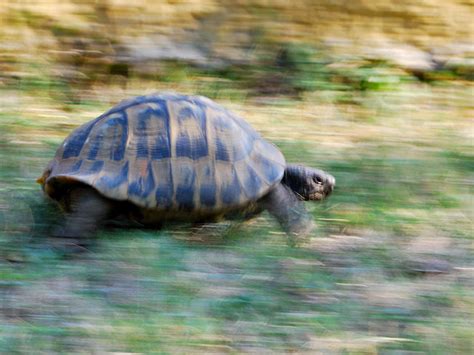 World Fastest Turtle Flickr Photo Sharing
