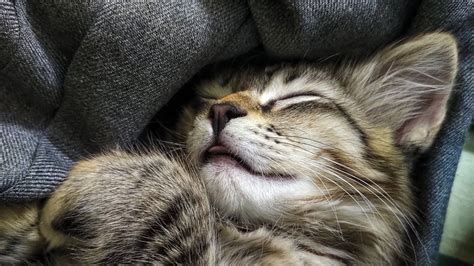 Download Wallpaper 1366x768 Cat Cute Pet Funny Tablet