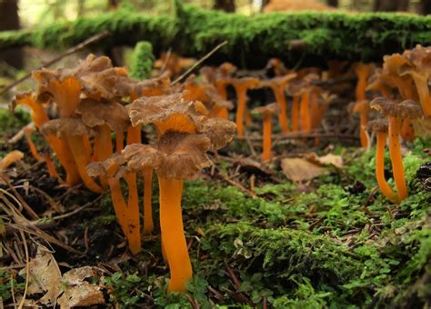 Funghimania Cantharellus Lutescens