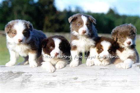 If you need a reputable border collie breeder, you've come to the border collies from cattle bred working lines and sporting dogs. Brucker Creek Border Collies, Michigan Breeder, Border ...