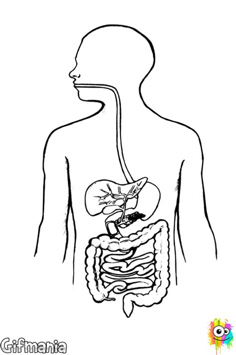 Gastrointestinal Tract Coloring Page Digestive System Diagram