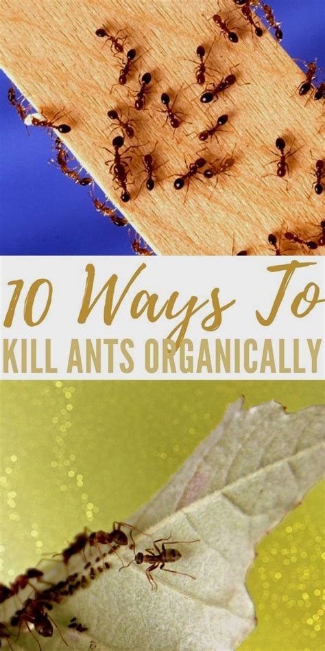 pin by lanenjjxas on home remedies kill ants rid of ants get rid of ants