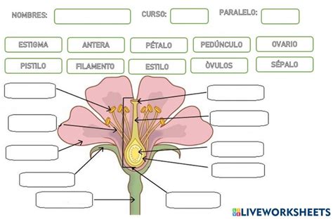 Ficha interactiva de Partes de la flor para Décimo Puedes hacer los