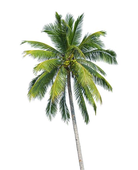 Buy Coconut Palm Trees In Miami Ft Lauderdale Kendall