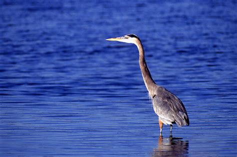 Herons Free Stock Photo A Great Grey Heron Standing In The Water