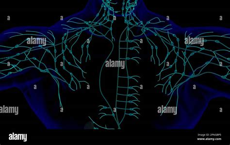 Anatomie Des Ganglions Lymphatiques Humains Pour Lillustration Du