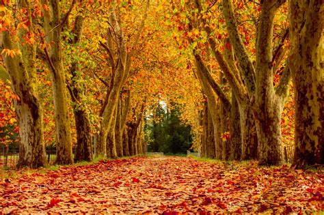 The Beautiful Bright Colours Of Autumn In New Zealand Null Autumn