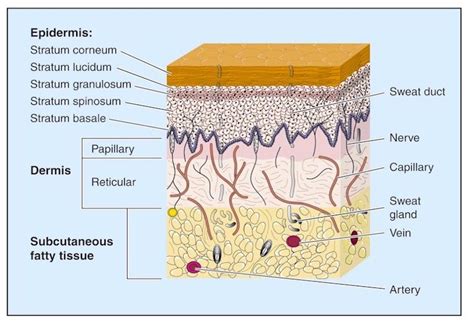 Skin Anatomy 101 Skin Anatomy Skin Tissue Integumentary System