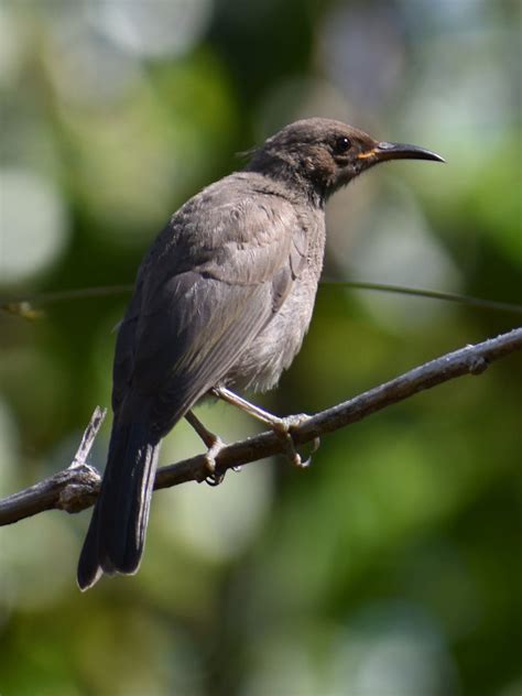 Dusky Honeyeater Myzomela Obscura