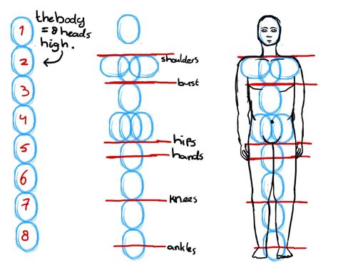 Proporsi Tubuh Manusia Human Anatomy Drawing Human Body Drawing