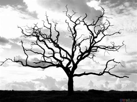 Creepy Dead Tree Drawing At Explore Collection Of