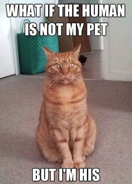 Funny Cat Orange Cat Meme Cat Mania