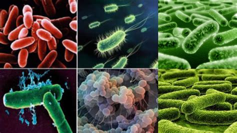 Kingdom Monera Classification Characteristics Microscopy Methods