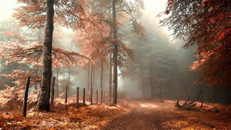 Road In A Mystical Autumn Forest Download Hd Wallpapers And Free Images