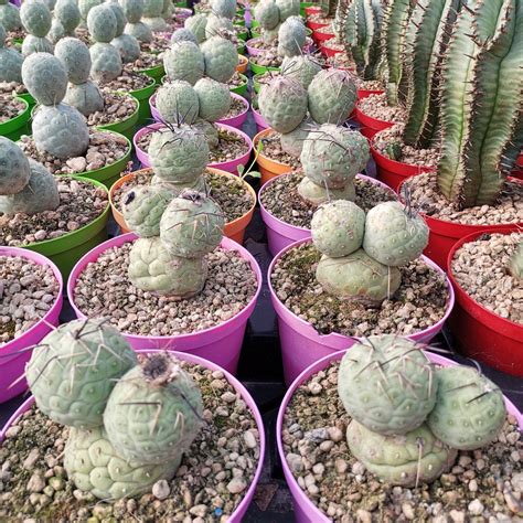 Tephrocactusgeometricus3heads Giromagi Cactus And Succulents