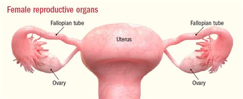 Will Removing Your Fallopian Tubes Reduce Your Risk Of Ovarian Cancer