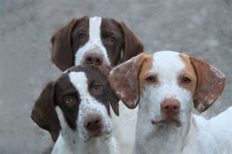 They are bred for trainability and can be developed into finished shooting dogs at an early age. Indian Creek Kennels