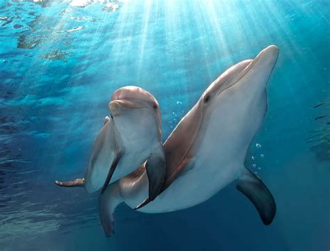 ‘dolphin Tale Aquarium Struggles Despite Movies Success The