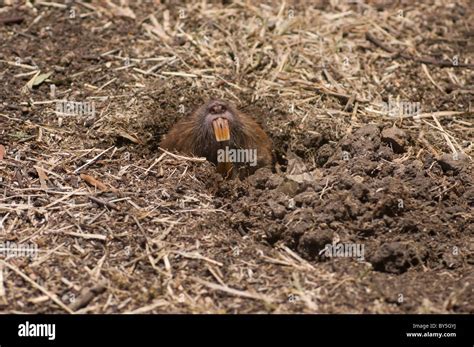 Southern Pocket Gopher Thomomys Umbrinus Digging A Hole In A Park In