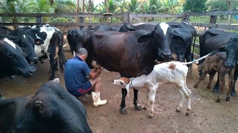 Pipoca Tirando Leite Das Vacas Manual No Curral De Manhã E Os Bezerros